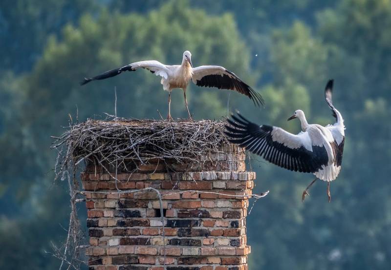 Professional Chimney Animal Removal Services in Haltom City, Texas