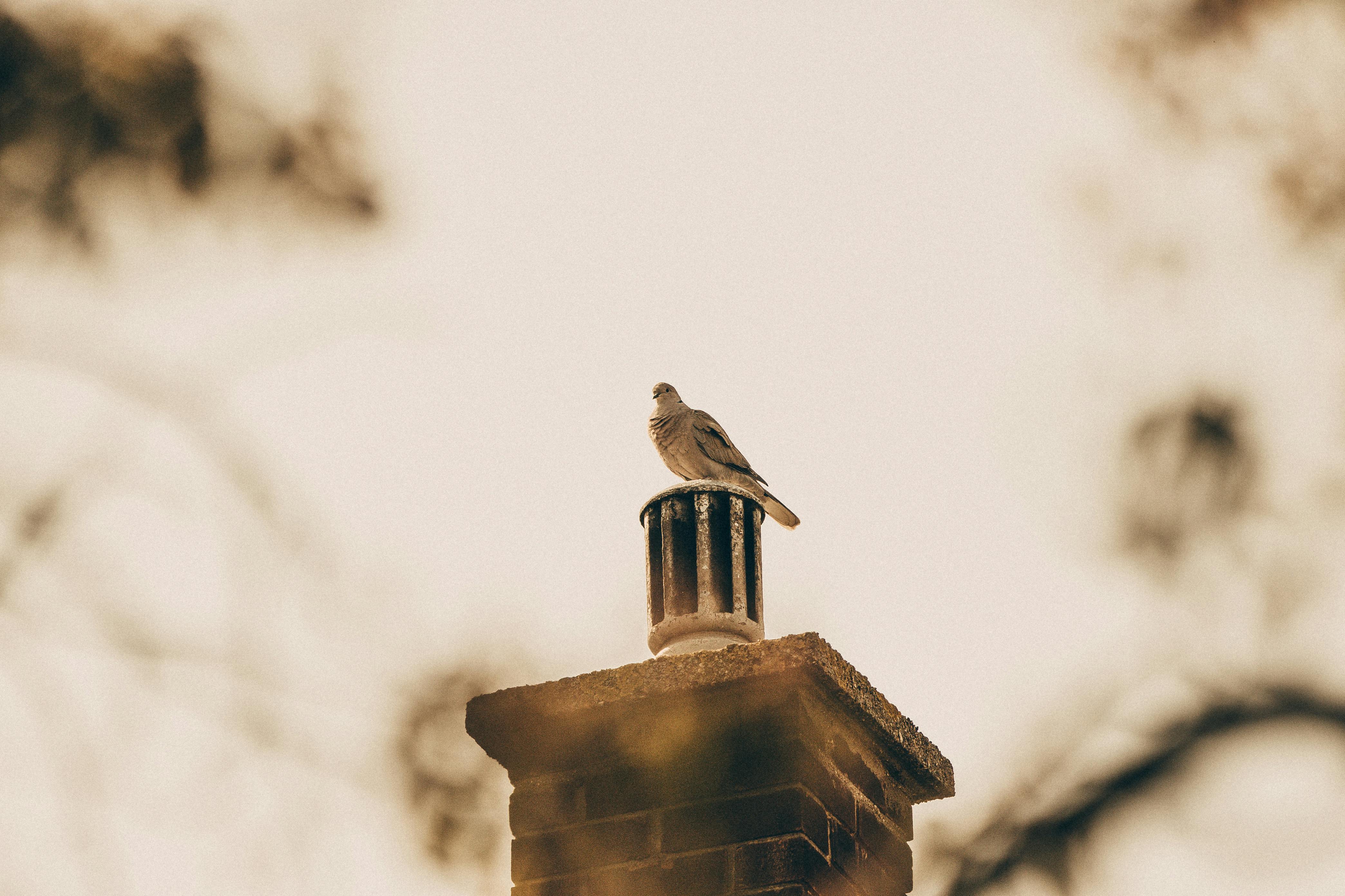 Expert Chimney Cap Installation in Haltom City, Texas